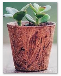 Coir America 2 inch Round Coir Pot